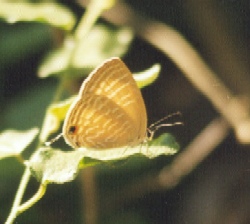 Common Cerulean