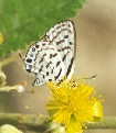 Rounded Pierrot