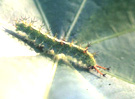 Common Castor Caterpillar