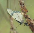 Female Danaid Eggfly