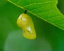 Pupa of Common Indian Crow
