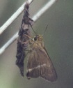 Common Banded Awl